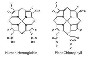 Chemical structure of hemoglobin complex and chlorophyll complex 9 vector