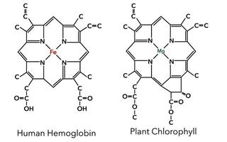 Chemical structure of hemoglobin complex and chlorophyll complex 2 vector