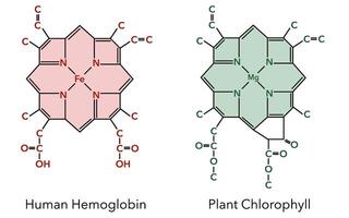 Chemical structure of hemoglobin complex and chlorophyll complex 3 vector