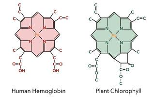 Chemical structure of hemoglobin complex and chlorophyll complex 8 vector