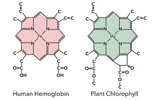 Chemical structure of hemoglobin complex and chlorophyll complex 7 vector