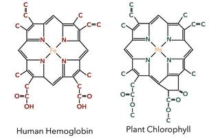 Chemical structure of hemoglobin complex and chlorophyll complex 6 vector