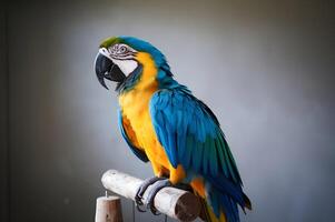 Striking blue and gold macaw showcases vibrant plumage while perched gracefully on a wooden stand. photo