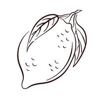 Whole lemon with leaves in line art style. Sketch illustration for floral design, food packaging and restaurant, cafe menu. Isolated on a white background. vector