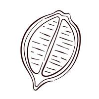 Lemon halves in line art style. Summer citrus fruit piece with segments. Design for menu, fruit and grocery store. Isolated on a white background. vector