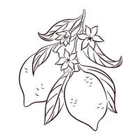 Lemon citrus fruit on a branch with flower and leaf in line art style. Summer design for package, logo, menu, food store. illustration isolated on a white background. vector