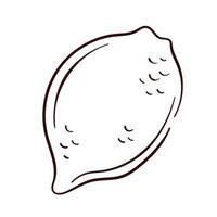 Whole lemon with textured peel in line art style. Hand drawn illustration for botanical design, food packaging and citrus themed project. Isolated on a white background. vector