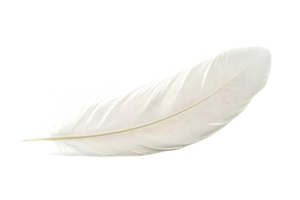White Feather floats on Black Background, Design Element, Graphic Resource, Perfect for Projects png