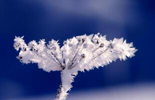 Snow Queen Flower. A branch covered with elegant crystals of frost, reminiscent of a fairy-tale flower that grew in an ice kingdom. photo