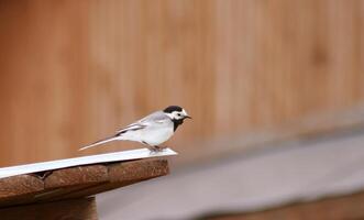 A graceful wagtail balancing on the edge of the roof of a wooden building. photo