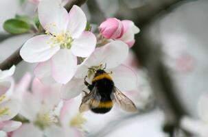 A spring guest. A tender moment of apple blossom when a fluffy bumblebee lands on its white and pink petals. photo