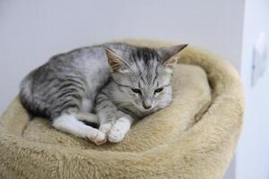 A cozy corner. A small gray and white kitten settles down comfortably on a soft, fluffy bed, enjoying a moment of rest. photo