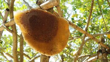 Honeycomb hanging from a tree branch in a tropical setting during daytime photo