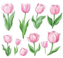 Pink tulips set of flowers, flowers and leaves vector