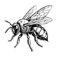 A black and white drawing of a bee vector