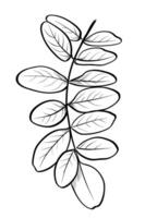 Black and white hand-drawn drawing of acacia tree branches vector