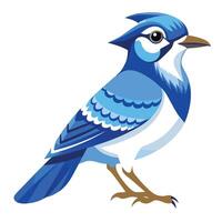 Detailed Blue Jay with Natural Feather Texture Available on EPS File vector