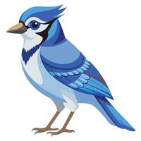 Vibrant Blue Jay with Bold Blue Plumage Available on EPS File vector
