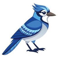 Elegant Blue Jay with Intricate Wing Details Available on EPS File vector