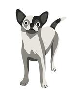 Illustration of a chihuahua dog on a white background. vector