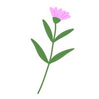 Hand draw daisy illustration. Spring chamomile flower on white background vector