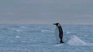 Penguin standing on ice in a vast snowy landscape video