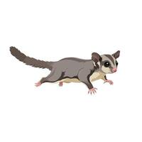 A sugar glider is running on a white background vector