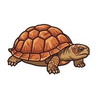 A cartoon turtle on a white background vector