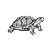 A drawing of a turtle on a white background vector