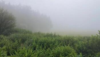 A foggy field with trees and grass photo