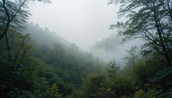 A forest with trees and fog in the background photo