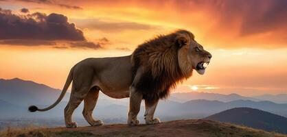 A lion stands on a hill at sunset photo