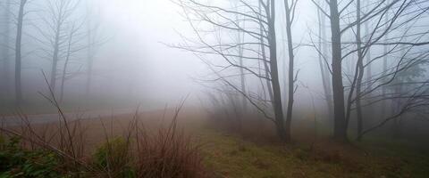 A foggy road in the woods with trees and grass photo