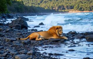 A lion is sitting on the rocks near the ocean photo
