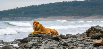 A lion sitting on a rock by the ocean photo