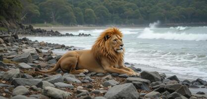 A lion sitting on the beach near the ocean photo