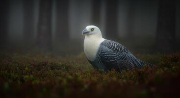 A bird is standing in the middle of a forest photo