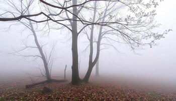 Foggy autumn trees in the forest photo