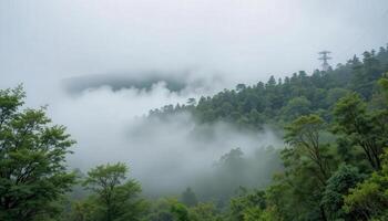 A forested area with trees and fog photo