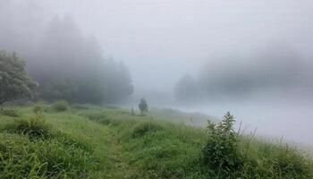A path in the foggy forest with grass and trees photo