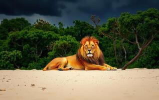 Lion on the beach photo