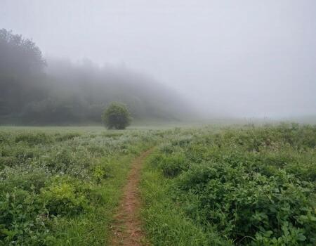 A path through a field with trees and grass photo