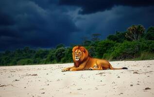 A lion sitting on the sand in front of a dark sky photo