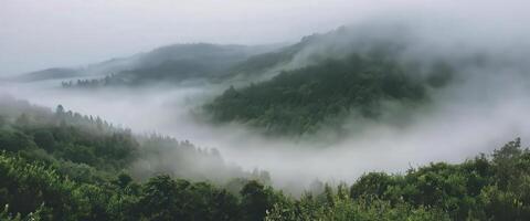 A forest with fog and trees in the background photo