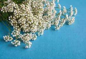 A bouquet of white baby's breath on a blue background photo