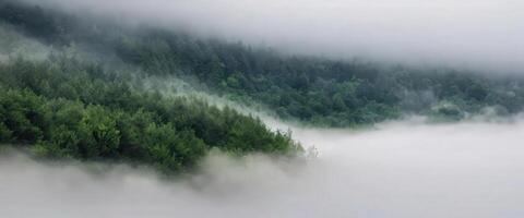 A forest is covered in fog and trees photo