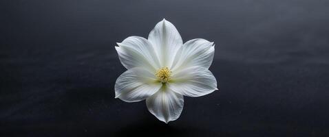 A white flower is in the center of a black background. photo
