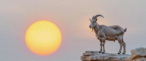 there is a goat standing on a rock with the sun in the background. photo