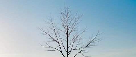 A lone tree in a field photo