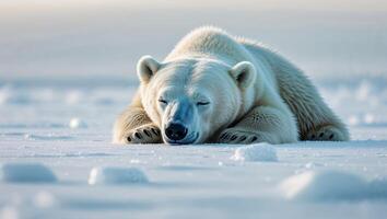 Cute polar bear sleeping soundly on the ice and snow photo
